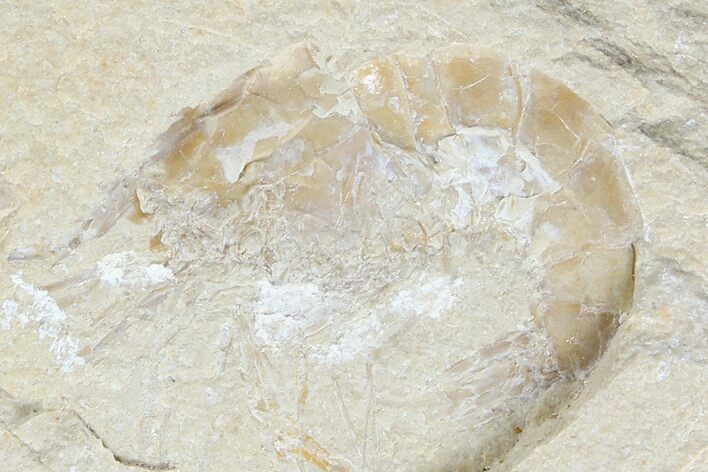 Cretaceous Fossil Shrimp - Lebanon #123880